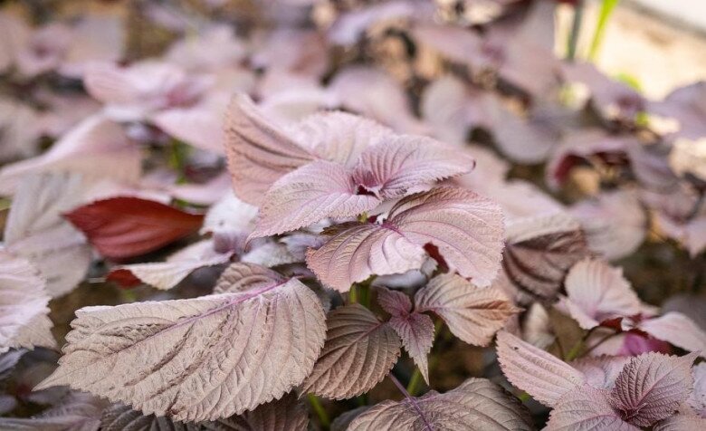 Loại rau mệnh danh là “vua thải độc gan”, quét mỡ máu cực đỉnh, trồng ở ban công còn chiêu tài hút lộc - 3