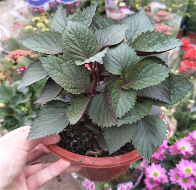 Loại rau mệnh danh là “vua thải độc gan”, quét mỡ máu cực đỉnh, trồng ở ban công còn chiêu tài hút lộc - 4