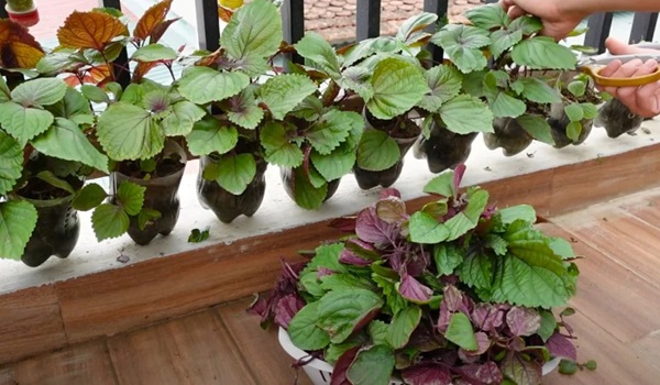 Loại rau mệnh danh là “vua thải độc gan”, quét mỡ máu cực đỉnh, trồng ở ban công còn chiêu tài hút lộc - 5