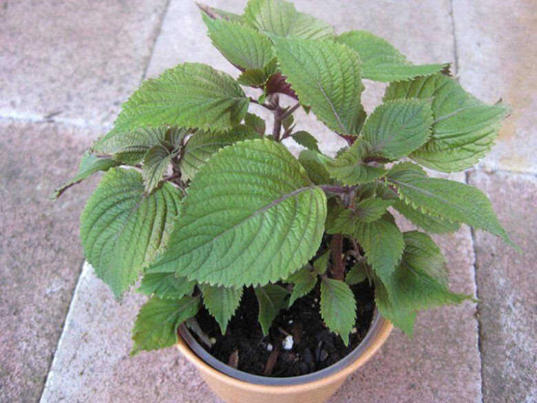 Loại rau mệnh danh là “vua thải độc gan”, quét mỡ máu cực đỉnh, trồng ở ban công còn chiêu tài hút lộc - 6