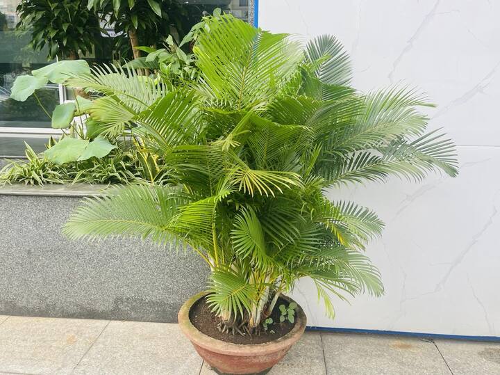 Người xưa dặn: Nhà có cau trước ngõ, con cháu giữ được nếp sống ngay thẳng, lễ nghĩa.