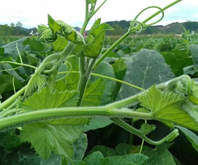 Loại rau nhiều sắt hơn thịt bò, được ví là amp;#34;thuốc bổ ganamp;#34;, xưa người nghèo ăn đến chán ngán nay thành đặc sản ở thành phố - 1