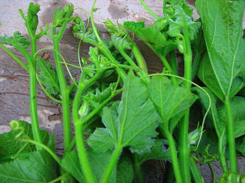 Loại rau nhiều sắt hơn thịt bò, được ví là amp;#34;thuốc bổ ganamp;#34;, xưa người nghèo ăn đến chán ngán nay thành đặc sản ở thành phố - 3