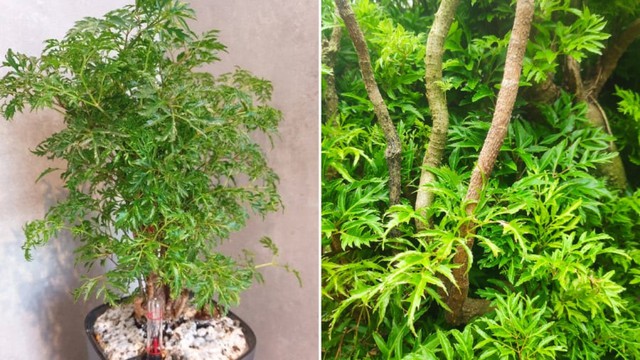 Gia chủ mệnh Mộc khi trồng cây đinh lăng sẽ tăng cường năng lượng tích cực, thu hút vượng khí, giúp công việc và cuộc sống suôn sẻ.