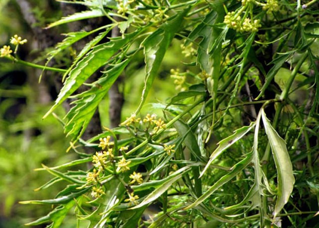 Cây đinh lăng ra hoa được đánh giá rất tốt về mặt phong thủy, nó đem đến may mắn, tài lộc, báo hiệu vận may, giàu sang sắp đến với gia chủ, mọi xui xẻo, tai ương sẽ đều vượt qua nhanh chóng.