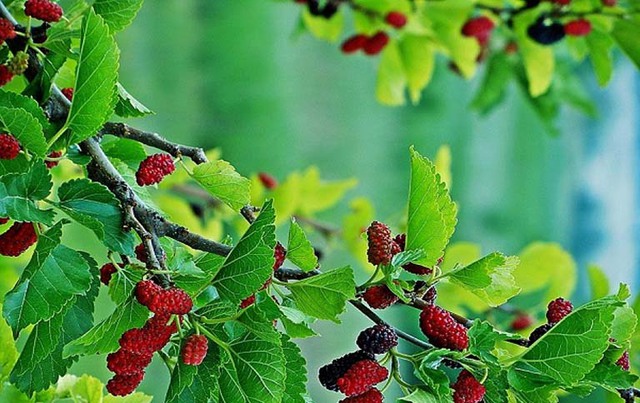 Đây là một trong những loại cây mang tà khí, tuyệt đối kiêng kỵ trồng trong sân nhà.