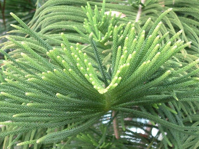 Trong nghĩa trang, cây bách thường được trồng để tưởng nhớ người đã khuất, vì loài cây này có sức sống bền bỉ, không sợ thời tiết.