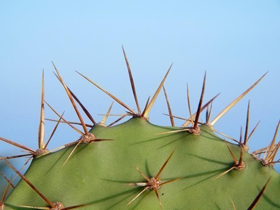 Xương rồng, tuy có dáng vẻ kiên cường, nhưng trong phong thủy lại được xem là loài cây mang tà khí.