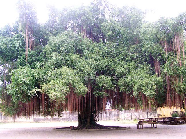 Với đặc tính bám rễ sâu, tán rậm rạp, cây si không chỉ gây ảnh hưởng vật lý đến nền móng mà còn mang theo oán khí, vọng duyên – đặc biệt là duyên âm.