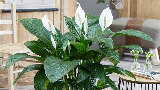 Cây hoa lan Ý nhắc nhở chúng ta nên thư giãn, giải tỏa mọi căng thẳng tích tụ từ cuộc sống và giúp gia đình gắn kết.