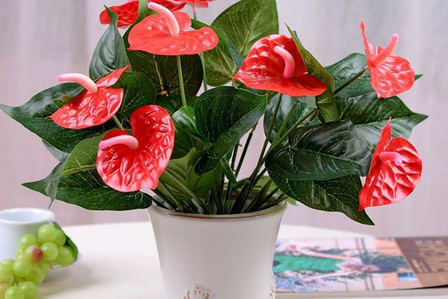 Cây hồng môn là cây cảnh trong nhà có lá dày rộng, xanh tươi hòa với sắc hoa đỏ tươi tắn diễm lệ ngụ ý phú quý cát tường hồng vận phủ đầu.