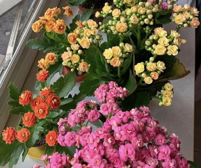 Người xưa dặn nhà có 5 loại hoa, con cháu không giàu sang cũng hưởng hạnh phúc, được bình an - 1