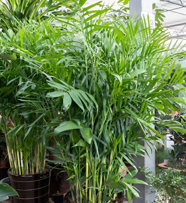 Người xưa dặn nhà có 5 loại hoa, con cháu không giàu sang cũng hưởng hạnh phúc, được bình an - 2