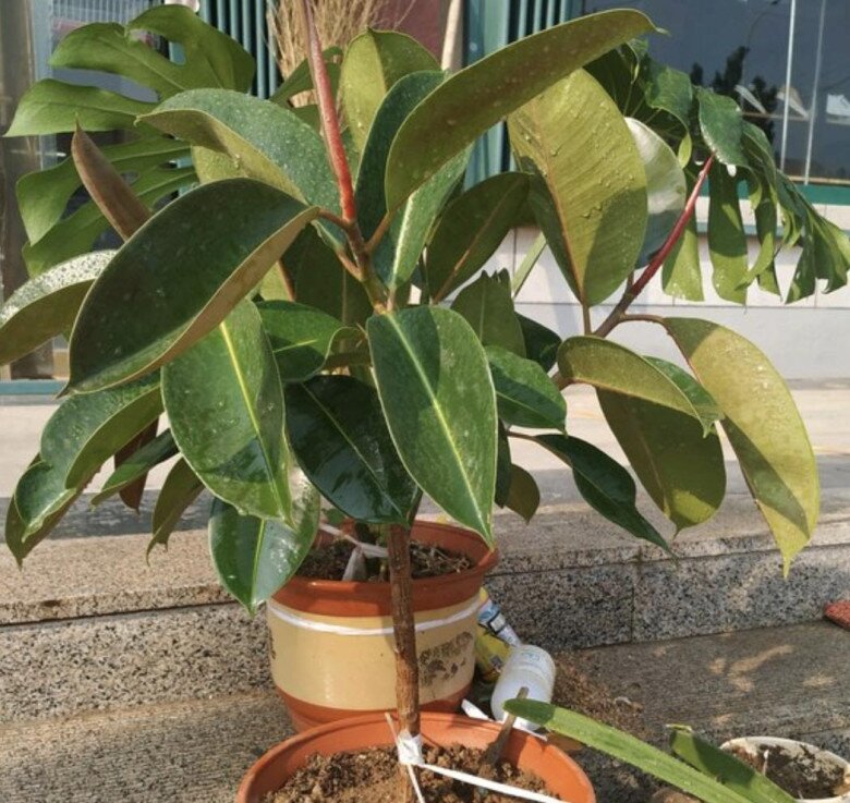 Người xưa dặn nhà có 5 loại hoa, con cháu không giàu sang cũng hưởng hạnh phúc, được bình an - 3