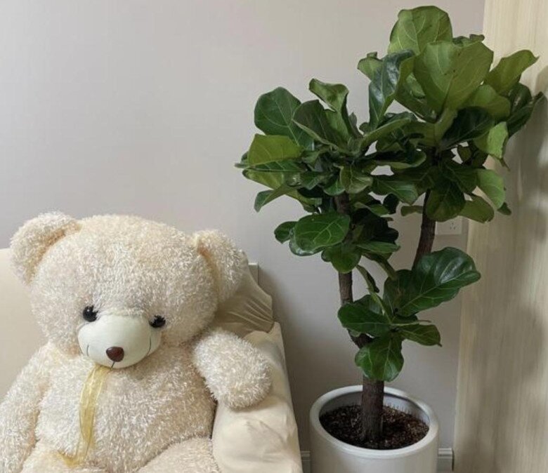 Người xưa dặn nhà có 5 loại hoa, con cháu không giàu sang cũng hưởng hạnh phúc, được bình an - 4