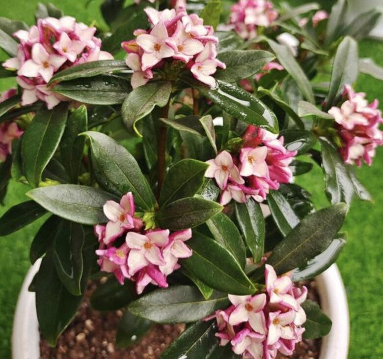 Người xưa dặn nhà có 5 loại hoa, con cháu không giàu sang cũng hưởng hạnh phúc, được bình an - 5