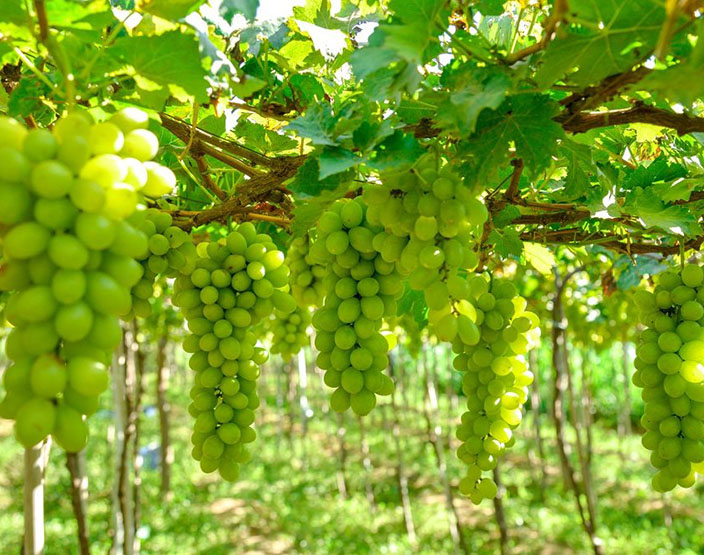 3 loại cây cảnh vừa đẹp nhà, vừa hút đầy tài lộc phú quý, bảo sao nhà giàu thích mê - 2