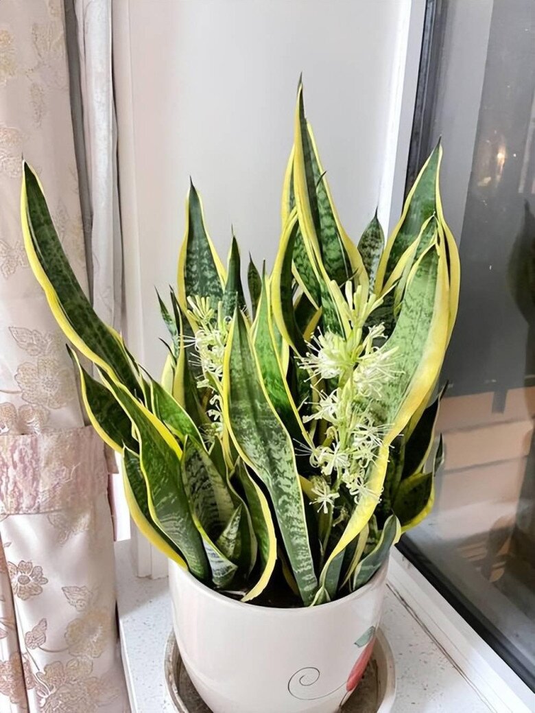 Xem thêm: Những lưu ý khi trồng cây lưỡi hổ trong nhà