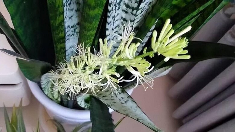 Cây lưỡi hổ ra hoa có thực sự là điềm lành? Biết sự thật tôi đã cắt luôn - 3