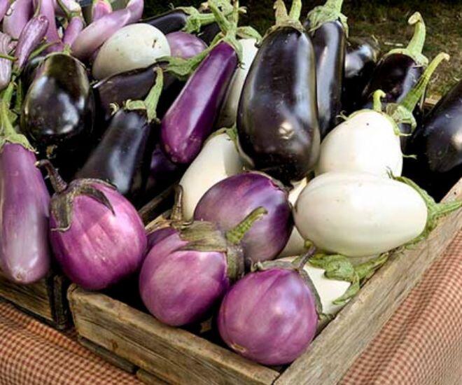 Cà tím mang đến nhiều dưỡng chất cho sức khoẻ cơ thể (Ảnh minh hoạ)