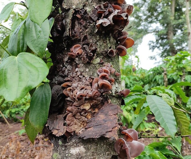 Cây dại mọc trên gỗ mục được ví như amp;#34;nhân sâm đenamp;#34;, ngon hơn rau bổ dưỡng hơn thịt, nay thành đặc sản làm đủ món ăn ngon - 1