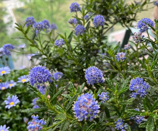 Loài hoa xanh mộng mơ đẹp hơn hoa giấy, thơm như nước hoa, nở cả nghìn bông một lúc tạo thành biển hoa - 1