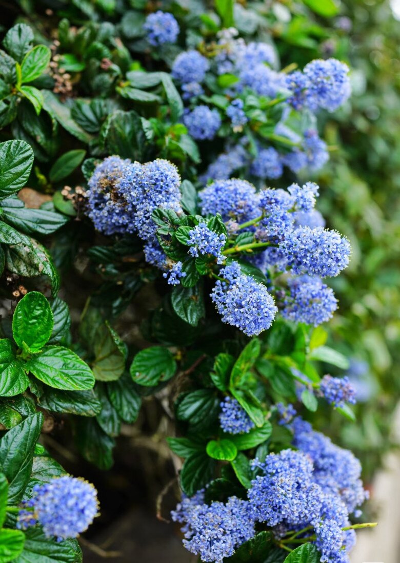 Loài hoa xanh mộng mơ đẹp hơn hoa giấy, thơm như nước hoa, nở cả nghìn bông một lúc tạo thành biển hoa - 2