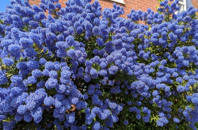 Loài hoa xanh mộng mơ đẹp hơn hoa giấy, thơm như nước hoa, nở cả nghìn bông một lúc tạo thành biển hoa - 4