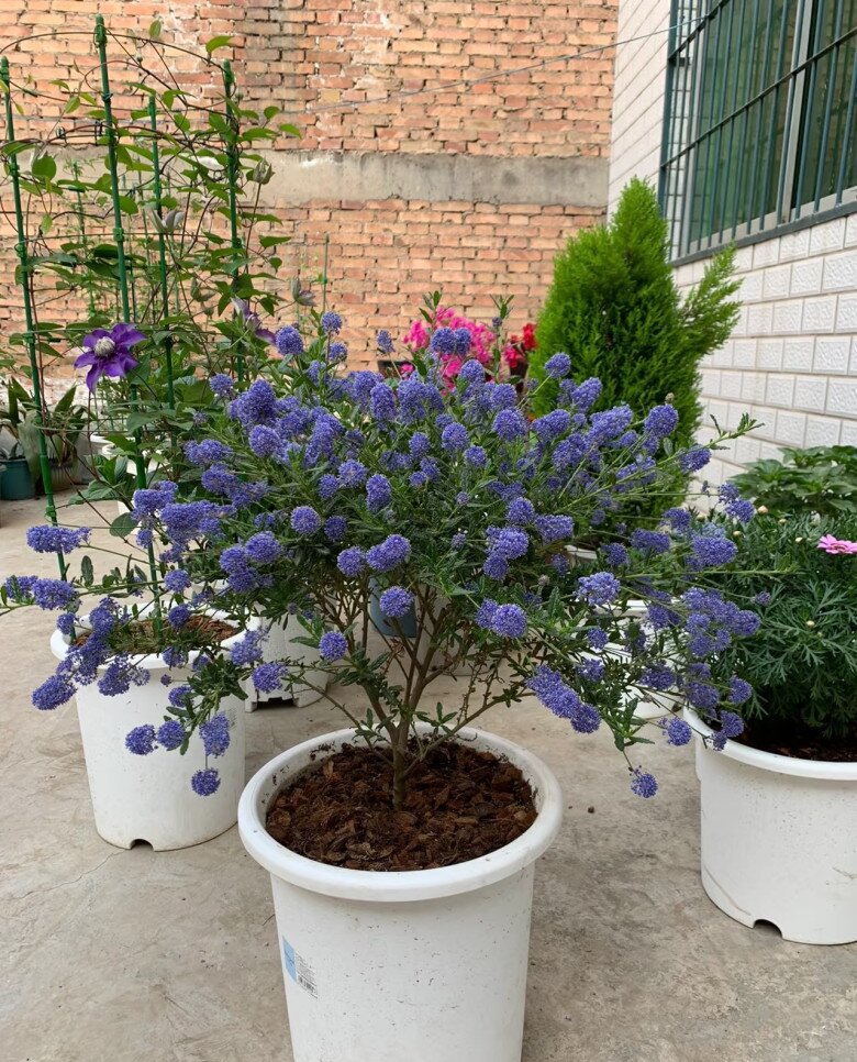 Loài hoa xanh mộng mơ đẹp hơn hoa giấy, thơm như nước hoa, nở cả nghìn bông một lúc tạo thành biển hoa - 6