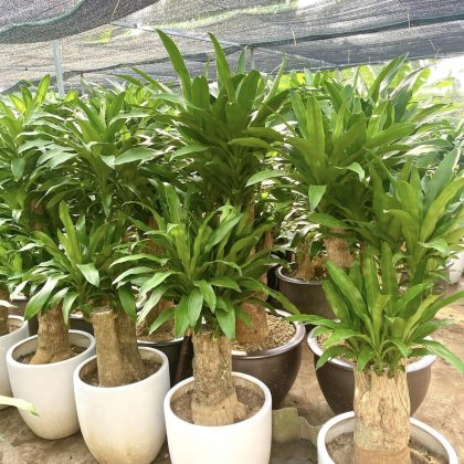 Cây phát tài phong thủy thuộc hành Mộc, để may mắn, đem tiền tài, phúc lộc đến cho gia chủ.