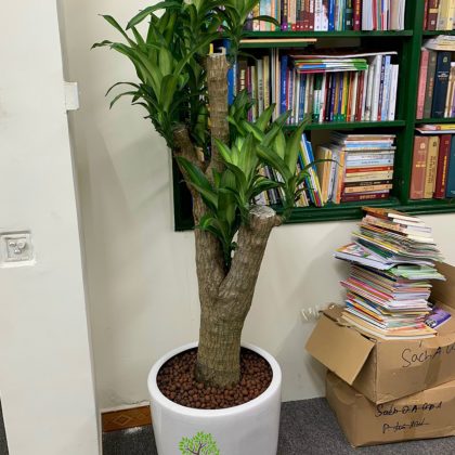 Không những đặt ở nhà, bạn cũng có thể bố trí cây phát tài ở văn phòng công ty, đặt trên bàn làm việc của mình, để cho công đường công danh, sự nghiệp thăng tiến, mở rộng hơn.