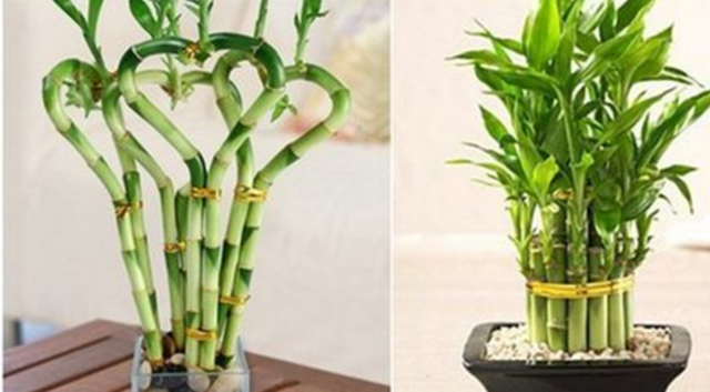 Cây có khả năng thanh lọc không khí và loại bỏ những độc tố gây ô nhiễm trong không khí.