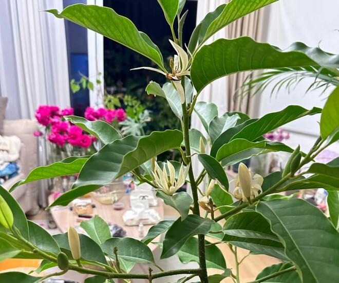 amp;#34;Vua hương thơmamp;#34; nở từ xuân sang thu, trồng một chậu ở ban công thơm ngát cả nhà, chiêu tài cực mạnh - 1