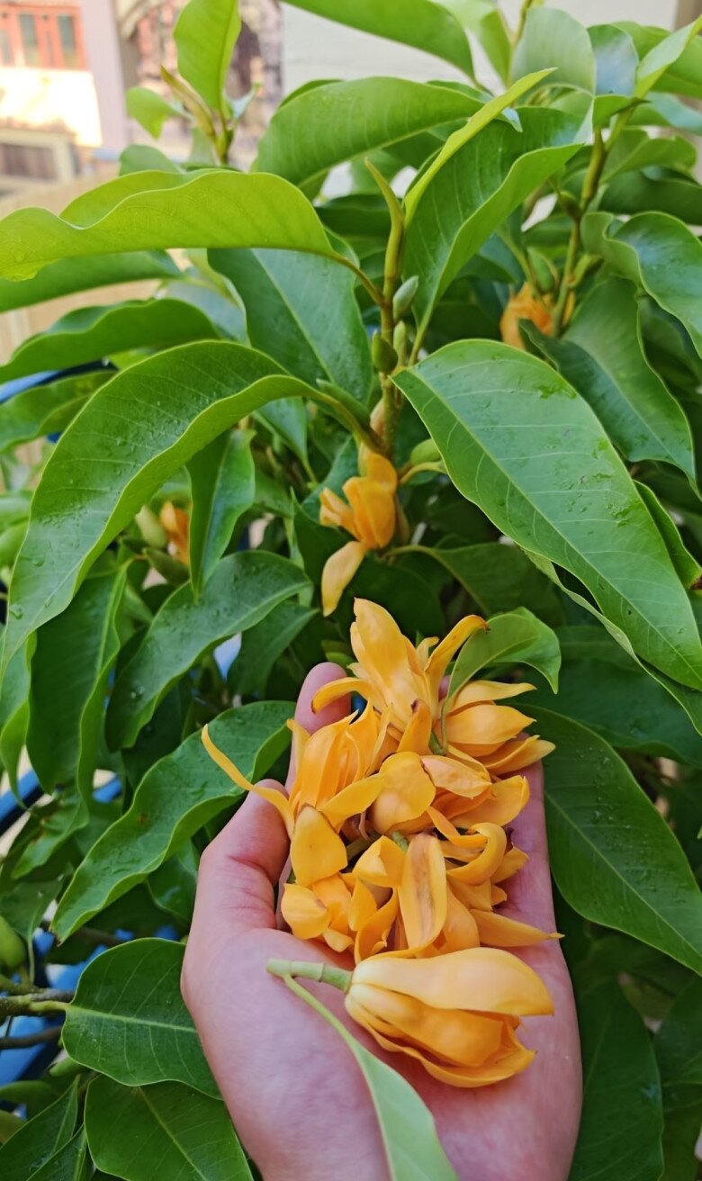 amp;#34;Vua hương thơmamp;#34; nở từ xuân sang thu, trồng một chậu ở ban công thơm ngát cả nhà, chiêu tài cực mạnh - 2