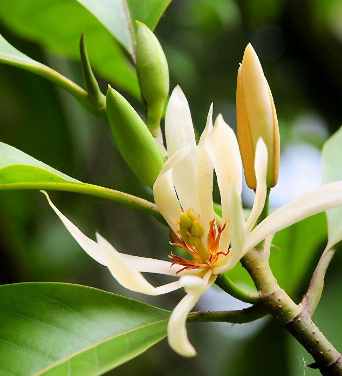 Xem thêm: Tại sao hoa ngâu thơm hơn mộc hương, nở quanh năm nhưng bị nhiều người cho vào “danh sách đen”?