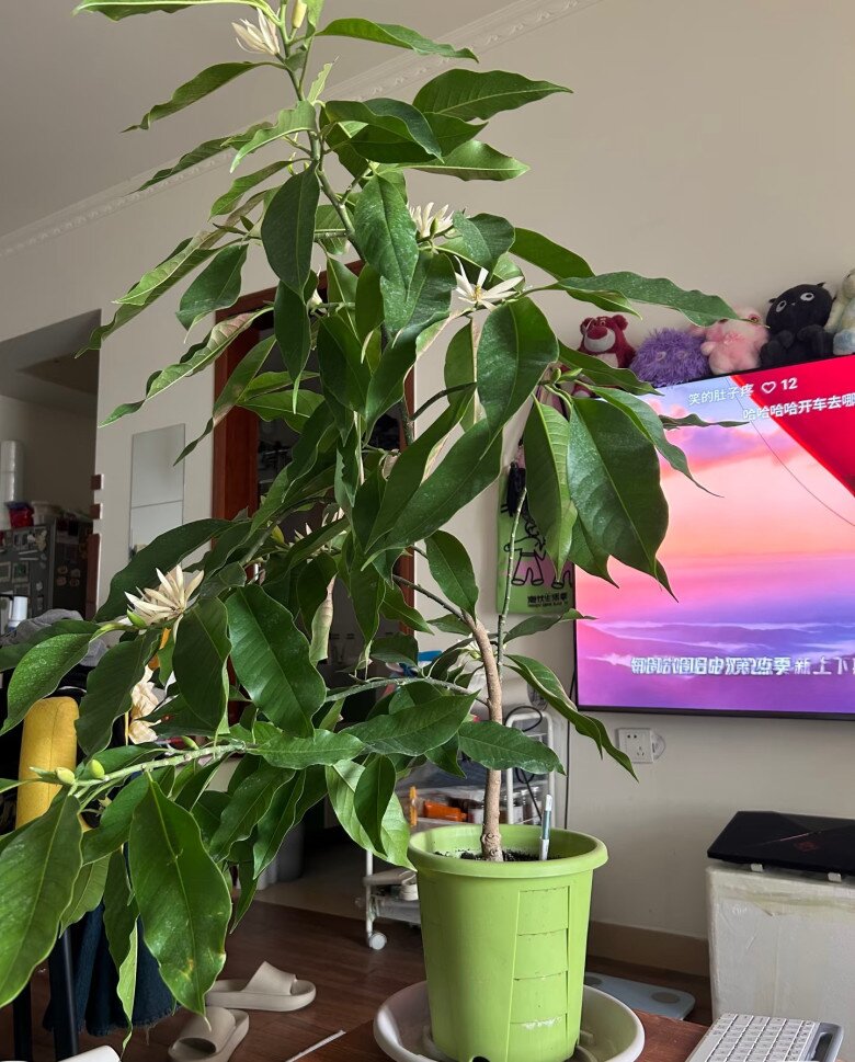 amp;#34;Vua hương thơmamp;#34; nở từ xuân sang thu, trồng một chậu ở ban công thơm ngát cả nhà, chiêu tài cực mạnh - 4