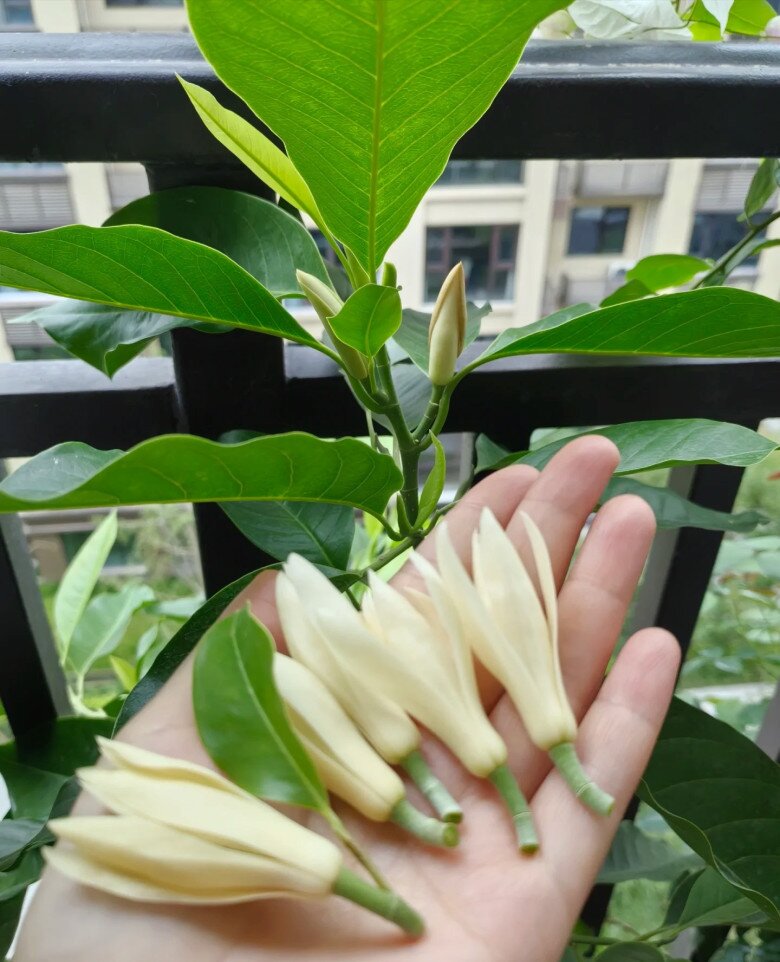 amp;#34;Vua hương thơmamp;#34; nở từ xuân sang thu, trồng một chậu ở ban công thơm ngát cả nhà, chiêu tài cực mạnh - 5