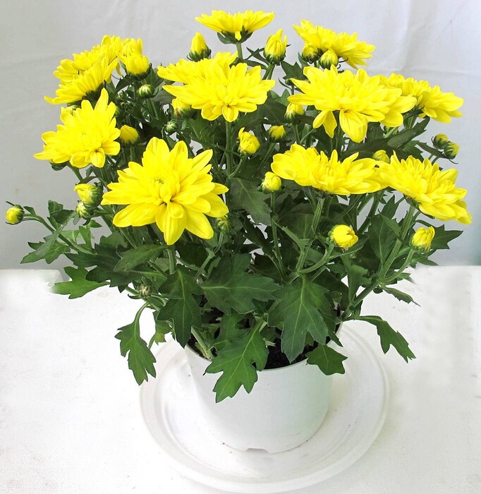 Ngày càng ít người cắm hoa cúc vàng trên bàn thờ vào mùng 1, ngày Rằm vì 3 lý do này - 3