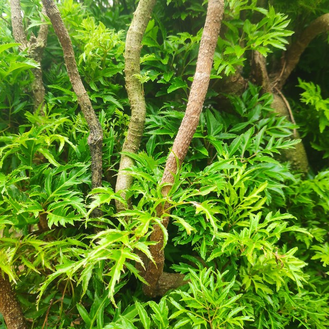 Đinh lăng tượng trưng cho tài lộc, sự hưng thịnh và đoàn kết trong gia đình.