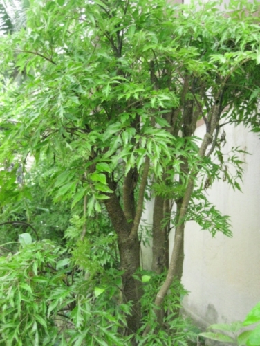 Khi trồng, đặt hom giống vào chậu hoặc hố, lấp đất kín gốc rồi tưới nước thật đẫm để cây nhanh bén rễ.