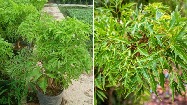 Ngoài các vị trí cát lợi, gia chủ cũng cần tránh trồng cây ở một số nơi phạm phong thủy: Không trồng sau nhà.