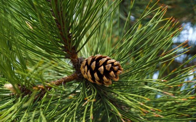 Cây thông có sức sống mãnh liệt, tuổi thọ cao nên rất thích hợp trồng cạnh nghĩa trang.