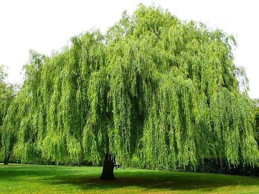 Cây liễu được trồng cạnh nghĩa trang từ xa xưa, cây liễu có sức sống mãnh liệt, sau khi trồng có thể sống sót nhanh chóng.