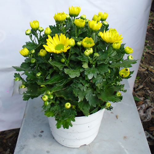 Trồng hoa cúc ở mộ vừa tạo được không gian đẹp đẽ, sạch sẽ cho nơi linh thiêng, vừa thể hiện sự biết ơn của người còn sống đối với người đã khuất.