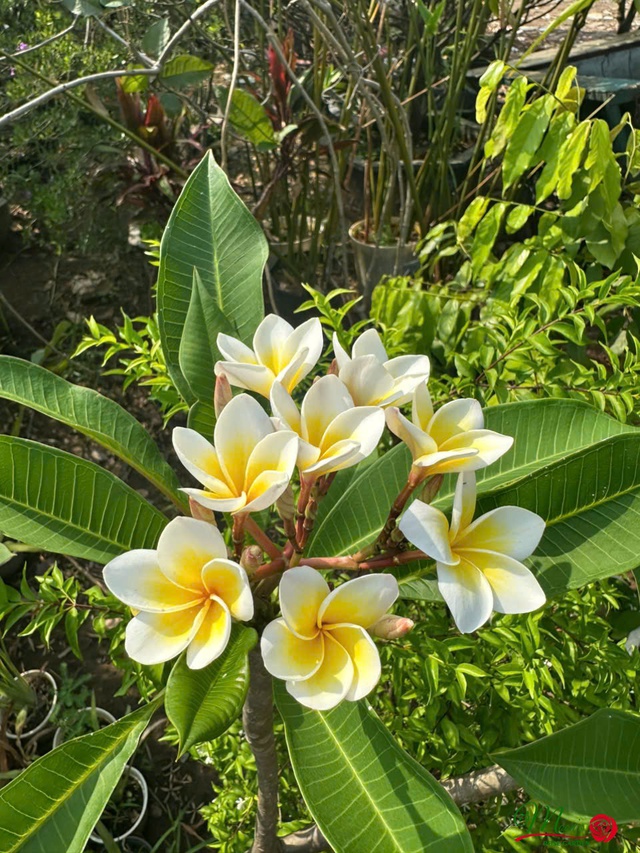 Cây hoa sứ trắng có thân gỗ cao, chia nhánh lớn với lá to nhãn bóng nên có thể che mát cho ngôi mô hoặc phần lăng mộ khỏi bị nắng.