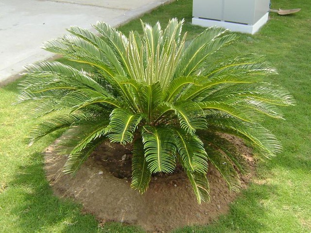 Cây vạn tuế phong thủy thường được trồng đối xứng ở cổng mộ hoặc trồng sát nhau thành hàng rào bảo vệ lăng mộ khỏi sự phá hoại của động vật và người.