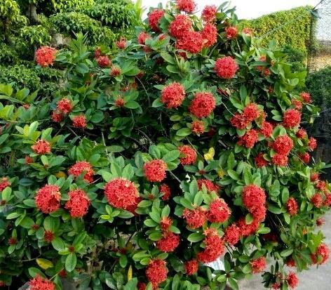 Loài hoa này rất phù hợp để trồng trên mộ vì chúng dễ chăm sóc.