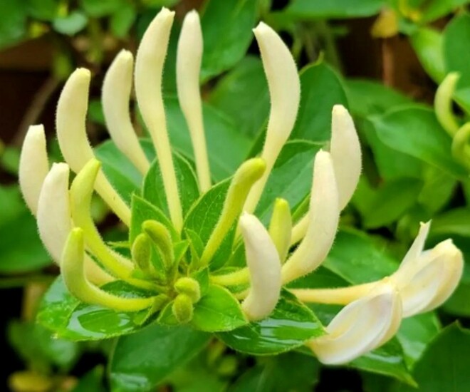 Loài hoa được mệnh danh là “vương dược”, vừa bổ thận vừa dưỡng gan, trồng trong nhà còn mang tới tài lộc - 1