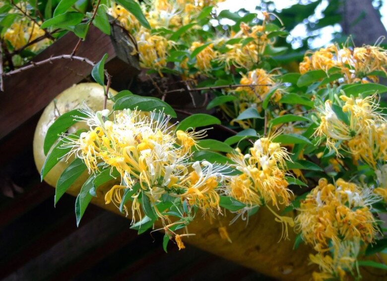 Loài hoa được mệnh danh là “vương dược”, vừa bổ thận vừa dưỡng gan, trồng trong nhà còn mang tới tài lộc - 2