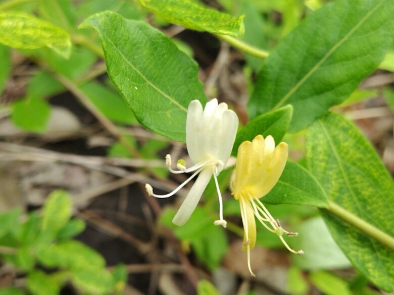 Loài hoa được mệnh danh là “vương dược”, vừa bổ thận vừa dưỡng gan, trồng trong nhà còn mang tới tài lộc - 6